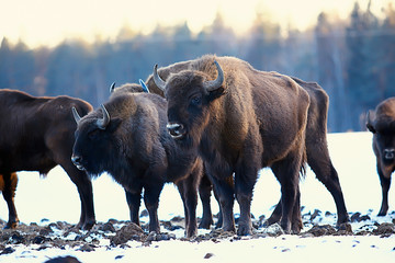 Aurochs bison in nature / winter season, bison in a snowy field, a large bull bufalo