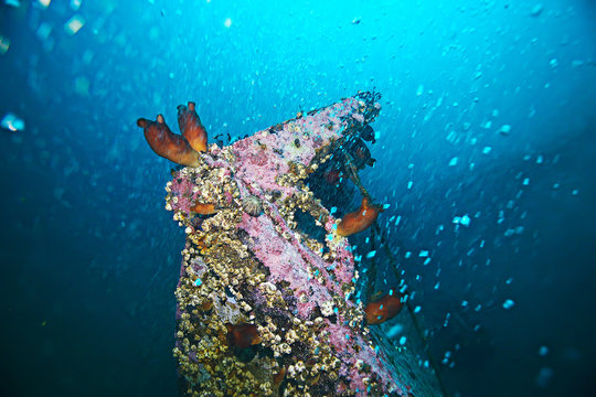ascidia purple underwater photo coral reef
