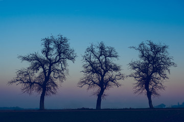 Silhouette of three trees on a background of blue sky and sunset