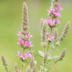 salvia inflorescence with beautiful pink flowers blooming in a summer park or garden