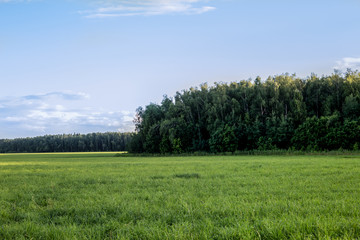 tree in a field