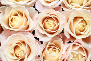 Beautiful roses wallpaper.