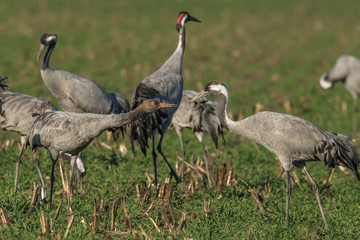 Obraz premium kraniche