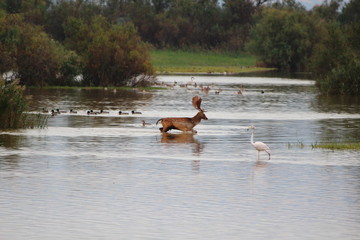 Gamo y flamenco en Do&ntilde;ana