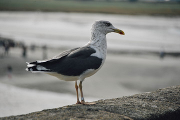 seagull on the beach