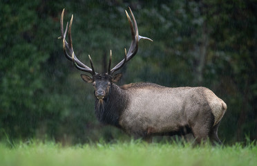 Fototapeta premium Bull Elk