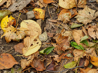 Fallen leaves