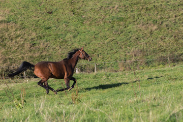 braunes Pferd in vollem Galopp auf der Koppel
