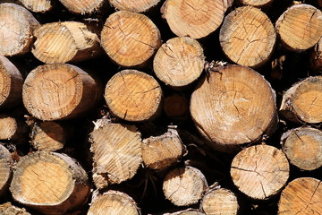 Stacked logs in a forest