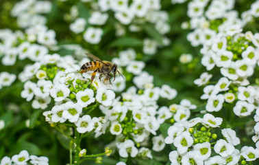Closeup of bee enjoying the white Lobularia maritima (Alyssum flowers)