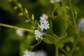 flowers arranged and close up spring summer fresh background