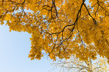 Autumn yellow maple in the rays of sunlight