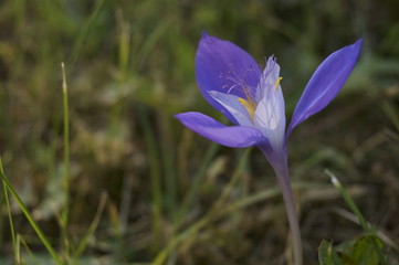 Purple wildflower - Crociris, Crocus banaticus