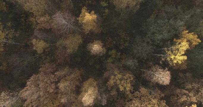 Aerial top ascent shot over autumn forest in the morning