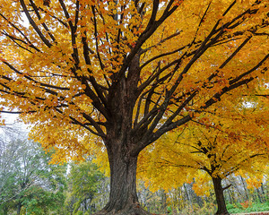Autumn Trees