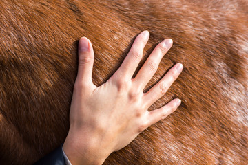 A female hand stroking a brown horse body- Tenderness and caring for animals concept.