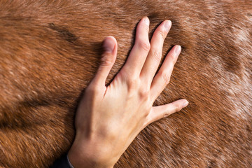 A female hand stroking a brown horse body- Tenderness and caring for animals concept.