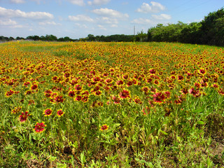 Fototapeta premium Indian Blanket (Gaillardia pulchella) Wildflowers