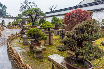 Bonsai in hte Humble Administrator Garden, Suzhou, China