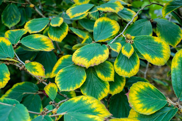 green and yellow leaves background