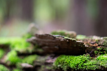 Abstract woodland background with green moss a decaying log ~WOODLAND~