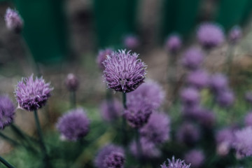 purple flower