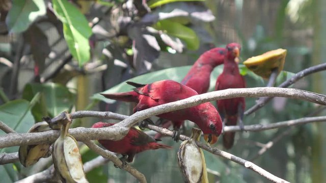 red parrot on a tree in the jungle