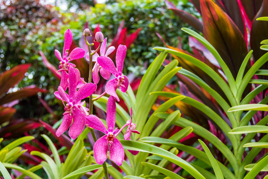 Pistille Bilder Durchsuchen 169 Archivfotos, und