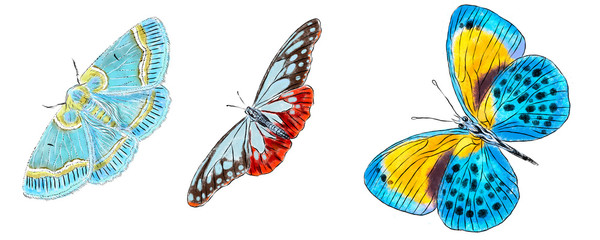Set of various butterflies isolated on white background. Colorfull flying insects. Natural bright wildlife detailed illustration.