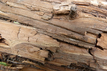 pine bark closeup brown design natural material wood texture background