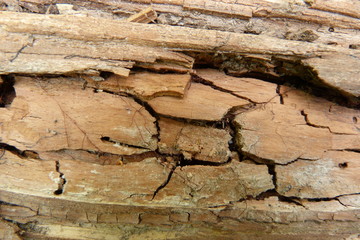 pine bark closeup brown design natural material wood texture background