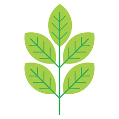 Floral icon. One tree branch with leaves isolated on white background.  Vector illustration.