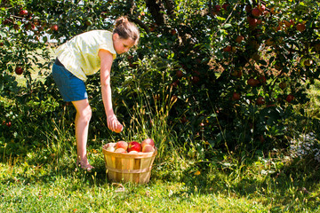 Fototapeta premium Picking Apples