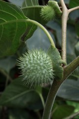 green fruits of datura stramonium plant close up