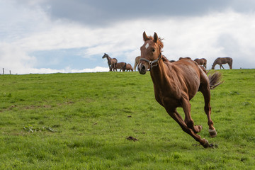 Galopp im Hintergrund die Herde