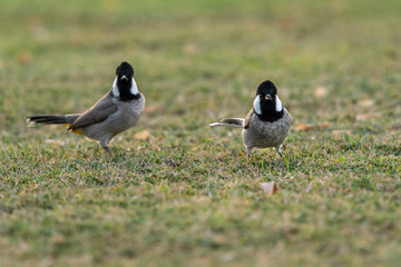 Cute couple of whit eared bulbul