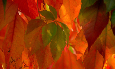 Parthenocissius patchwork