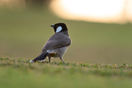 Side View For White Eared Bulbul 