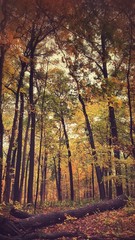 Autumn Woods