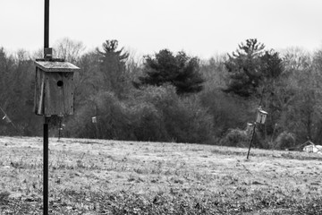 bird feeders landscape