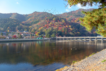 Fototapeta premium 嵐山 (紅葉 11月 秋)