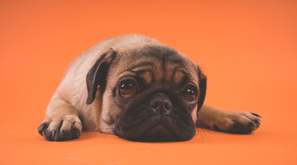 Sad puppy of a pug, on an orange background. Garus dog