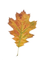yellow and multicolor leaves of red oak tree