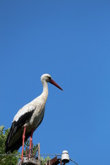stork in the nest