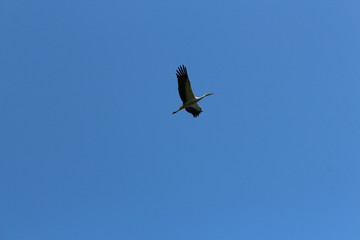 flying stork, beautiful big bird