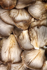 ROVELLONES RECOGIDOS EN EL CAMPO