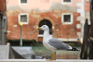 seagull in venice