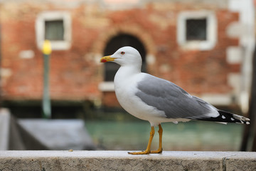 seagull in venice