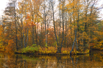Trees at autumn.