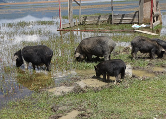 China. black pigs in Tibet